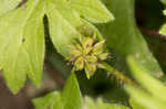 Smallflower buttercup